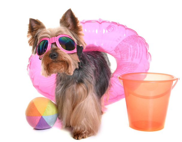 yorkshire terrier em férias
 - Foto, Imagem
