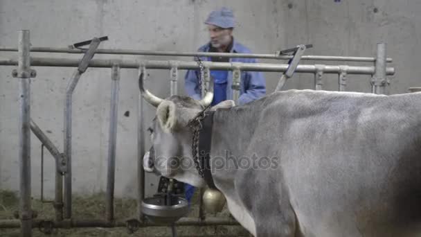 Farmer feeding cows  - Felvétel, videó