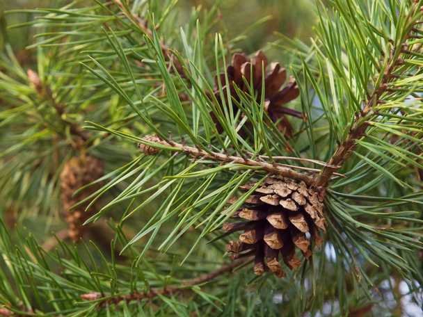 Pine cones - Photo, Image