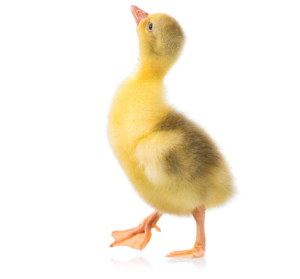 roztomilý malý gosling - Fotografie, Obrázek