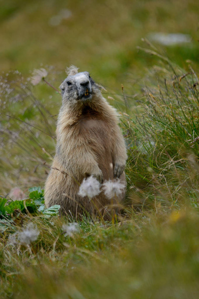 Marmotta che controlla la tana - Foto, imagen