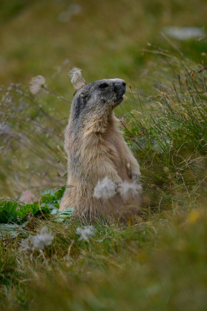 Marmotta che controlla la tana - Foto, imagen