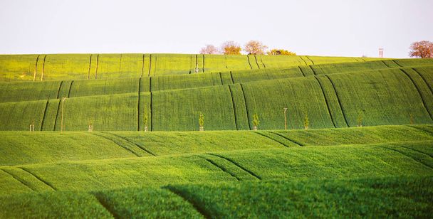 Campos verdes de primavera en colinas. Agricultura vista ondulada primavera. Spri.
 - Foto, imagen