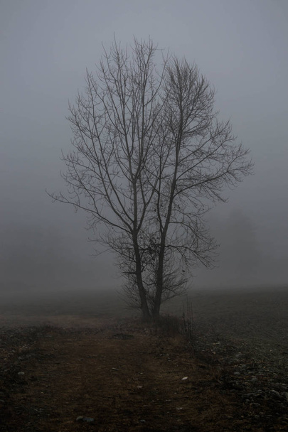Campo con albero e nebbia - Foto, immagini