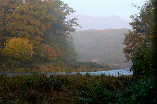  foschia nel parco in autunno - Foto, Bild