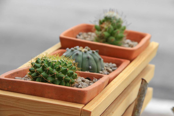 Cactus in pot natural beautiful, select focus with shallow depth - Photo, Image