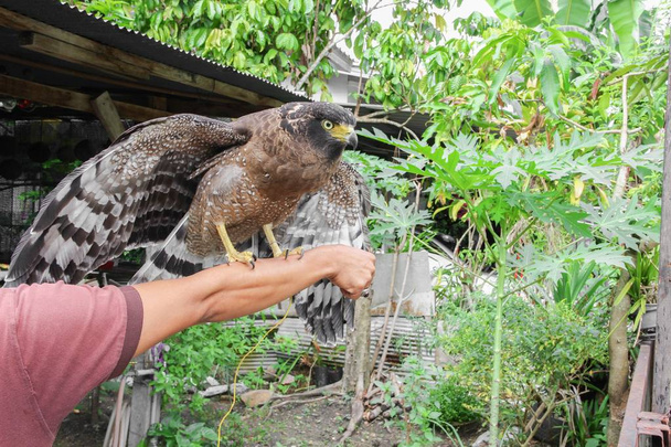 Falcon Peregrine sentado a la mano
  - Foto, imagen