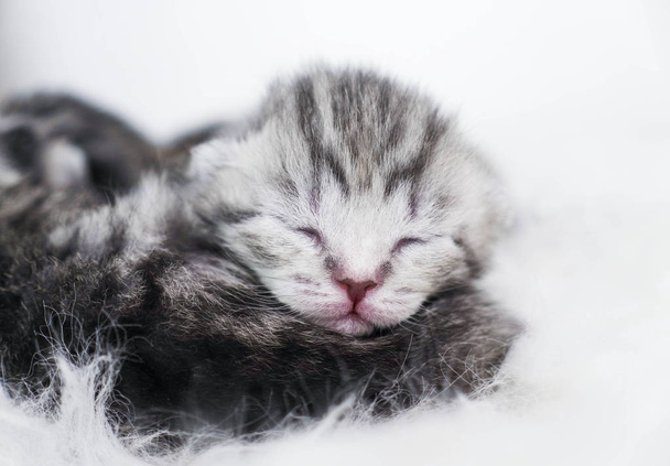 Újszülött cica csíkos. Vak cica brit, skót macska - Fotó, kép