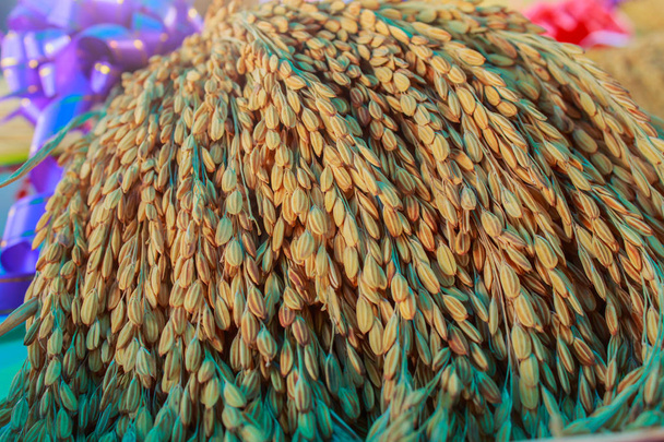 Ears of rice rice on a table paddy - Photo, Image