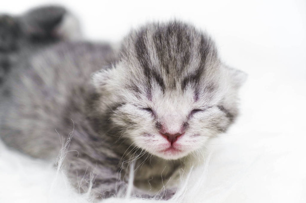 Pasgeboren kittens gestreept. Blind kittens Brits, Schotse kat - Foto, afbeelding