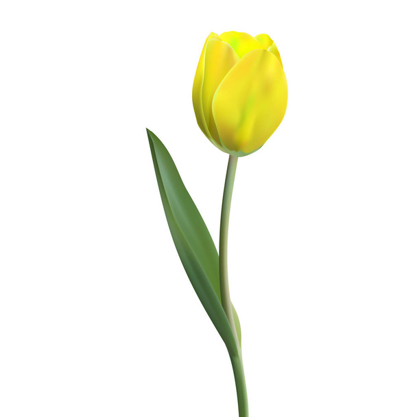 Ρεαλιστικό λουλούδι τουλίπα. Τουλίπα σε διάνυσμα eps10 - Διάνυσμα, εικόνα