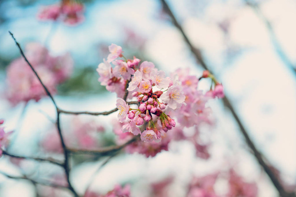 Hermosa flor de cerezo sakura en primavera. - Foto, imagen