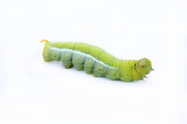 The green worm on white background ,The green caterpillars, Cate - Photo, Image