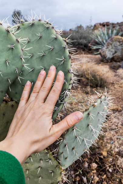 アメリカのアリゾナにウチワ サボテンに触れる女性 - 写真・画像