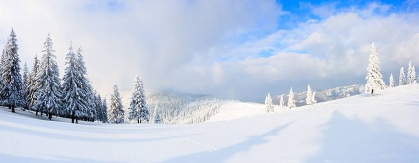 Panorama with trees in snow.   - Фото, изображение