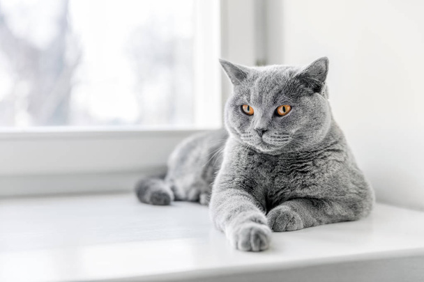 Благородне гордий кішка
  - Фото, зображення