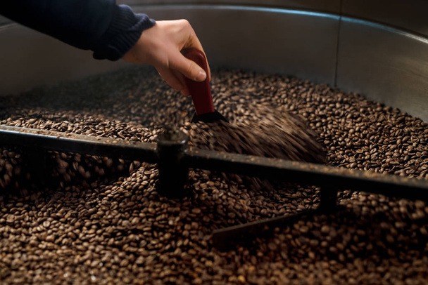 Man inspecting and roasting coffee beans - Zdjęcie, obraz