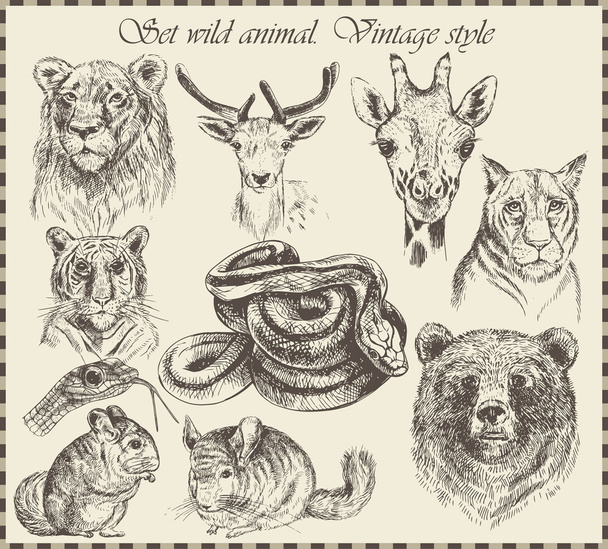 vector set: different wild animals - various vintage style. - Vecteur, image