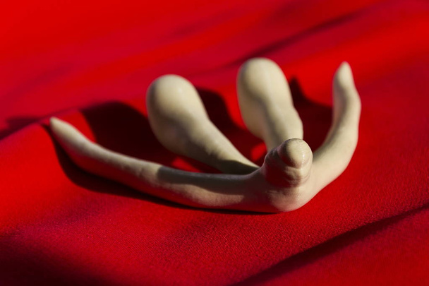 3D yazdırılan kadın cinsel organ klitoris insan anatomi dersleri - Fotoğraf, Görsel
