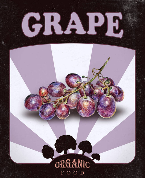  Flyer with purple grapes drawn by hand with colored pencil - Foto, Imagem