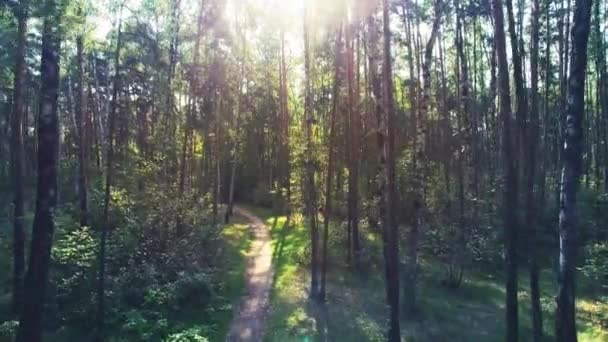 Letecký snímek smíšeného lesa (borovice a břízy). Kamera letí vpřed podél cesty - Záběry, video