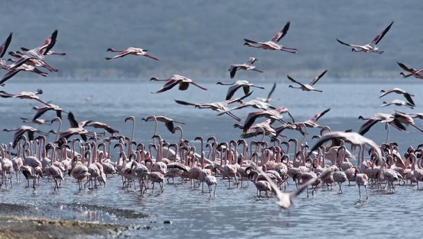 ÁFRICA, KENIA, Reserva Nacional del Lago Bogoria, flamencos en el lago
 - Foto, imagen