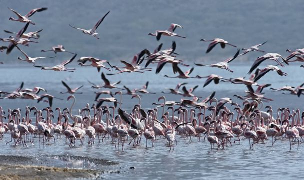 Африка, Кения, национальный заповедник "Озеро Богория", фламинго в озере
 - Фото, изображение