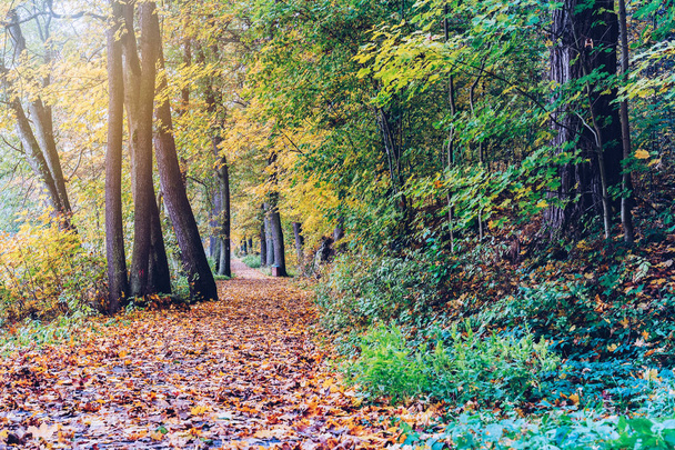 malowniczy widok na jesienny park  - Zdjęcie, obraz