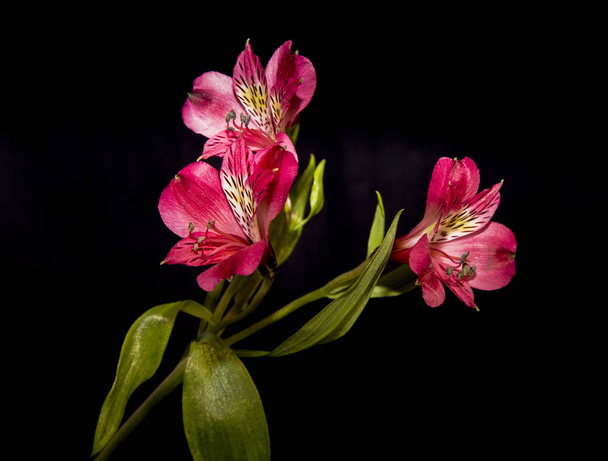 Rózsaszín Astromelia virág, fekete háttér - Fotó, kép