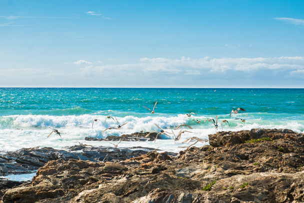 Чайок над хвилями океану у сонячний день - Фото, зображення