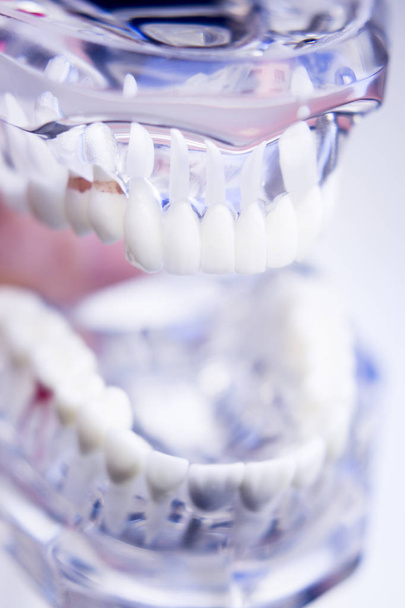 Модель зубов стоматолога
 - Фото, изображение