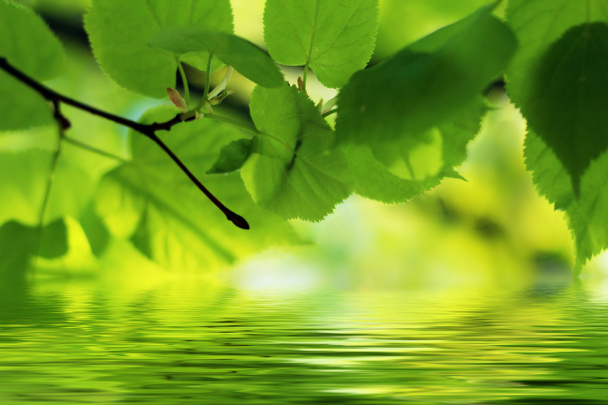 Escena de la naturaleza en verano: hojas verdes reflejándose en el agua con un poco de espacio de copia
 - Foto, imagen