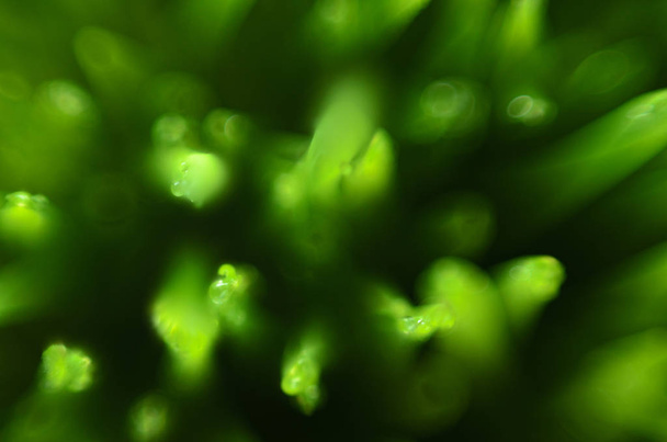 Blur Green Abstract Background - Zdjęcie, obraz