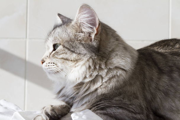 beautiful silver kitten outdoor, siberian cat female - Foto, immagini