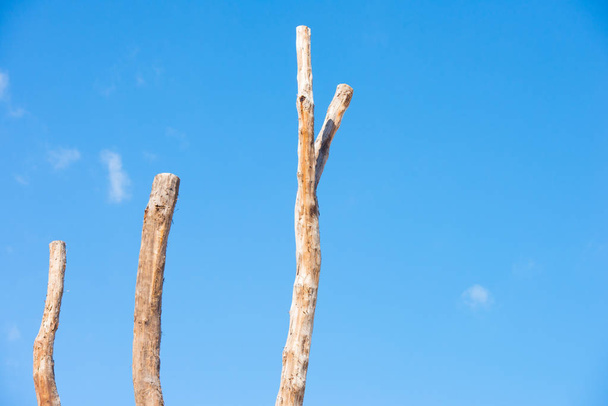 Three Tall dead tree trunks isolated blue sky - Photo, Image