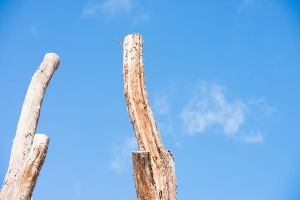 Two Tall dead tree trunks isolated blue sky - Fotografie, Obrázek