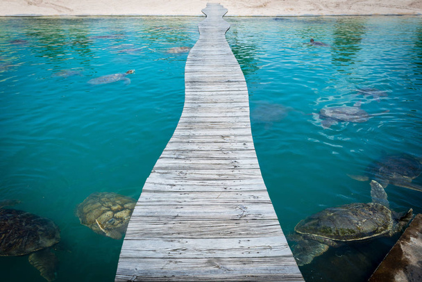 Гігантська морська черепаха плаває
 - Фото, зображення