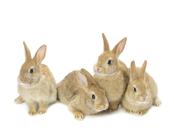 若い金色ウサギのグループ - 写真・画像