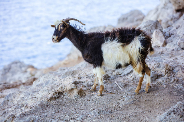 çan kıyısında dağlarda keçi - Fotoğraf, Görsel