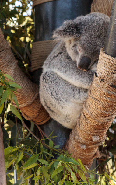 Koala orso Phascolarctos cinereus
 - Foto, immagini