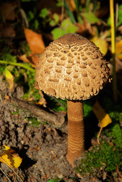 Parasol mushroom in fall - Photo, Image