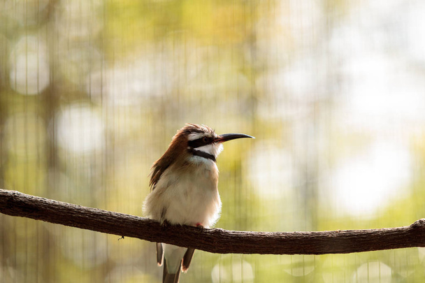 Bílá throated bee-eater - Fotografie, Obrázek
