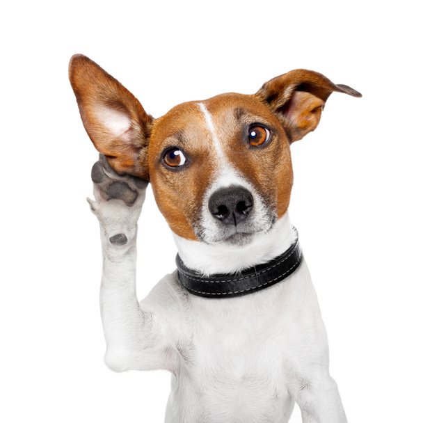 A nagy fül hallgat kutya - Fotó, kép