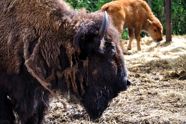 Amerikai bölény (bison) anya és borjú-Givskud zoo - Fotó, kép