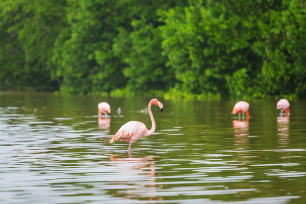 Mexican flamingos wade in lagoon - Photo, Image