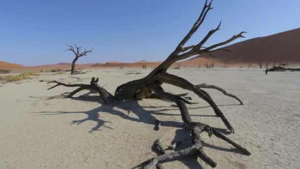 Sossusvlei in Namib desert , Namibia, Africa landscape - Footage, Video