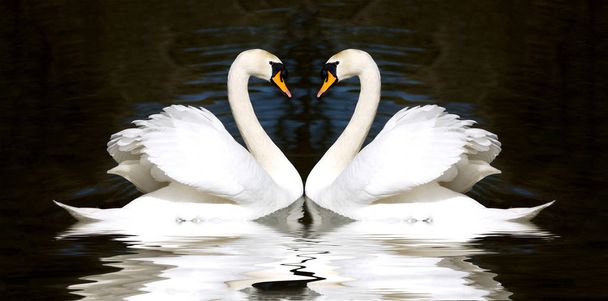 Dvě pěkně bílé labutě - Fotografie, Obrázek