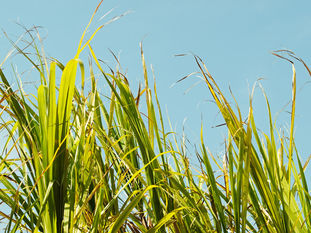 Grass sugar cane tops against blue sky - Foto, Imagem