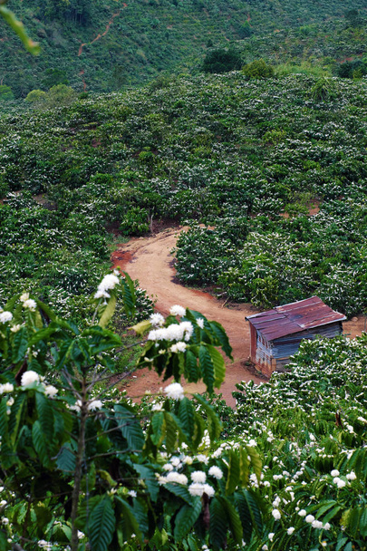 brede koffie plantage in bloesem seizoen - Foto, afbeelding