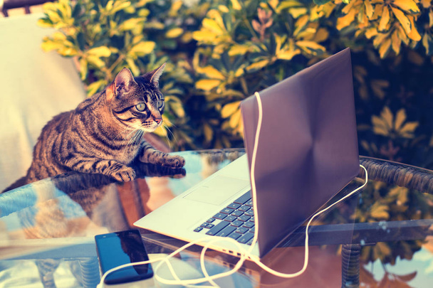 cat looking at laptop. Work outdoors - Фото, изображение